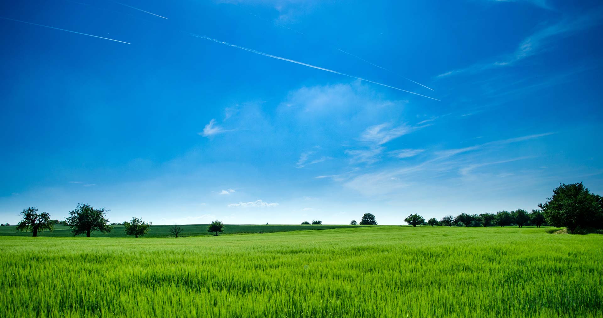 Field with blue sky